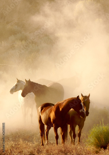 resting horses