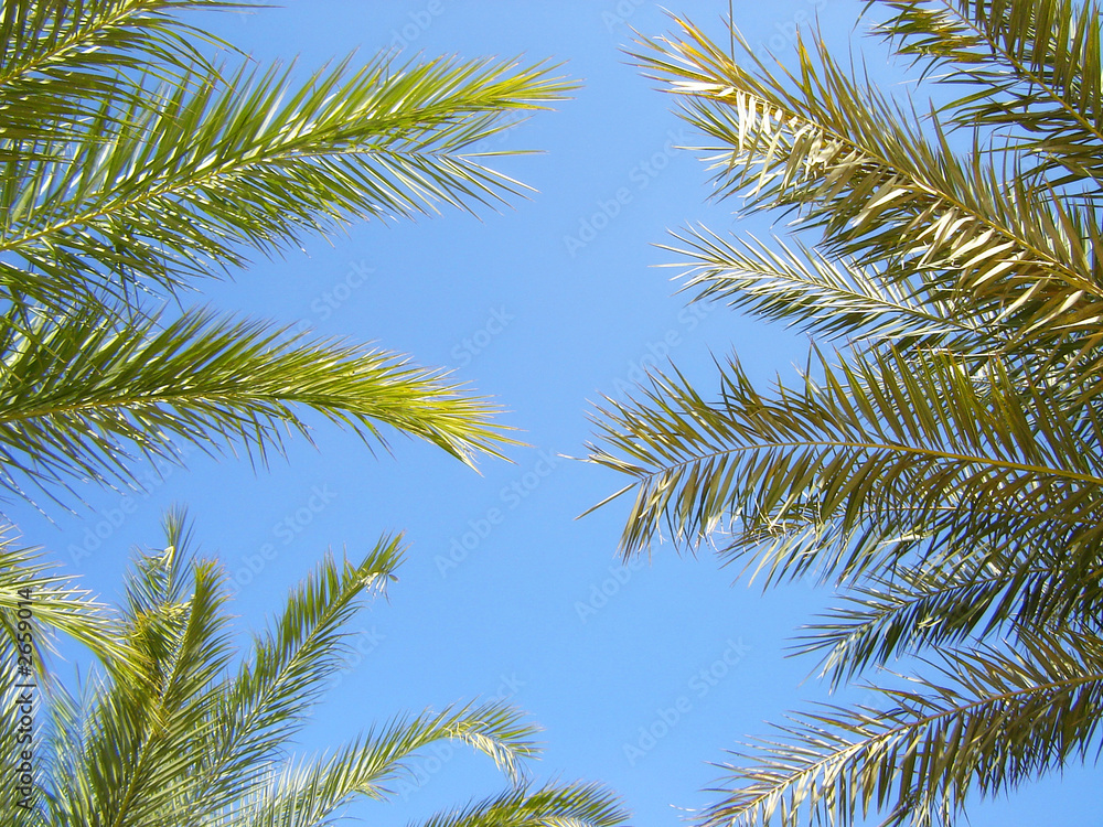 nature-scenery with palmtrees on blue sky nature-scenery with palmtrees on blue sky