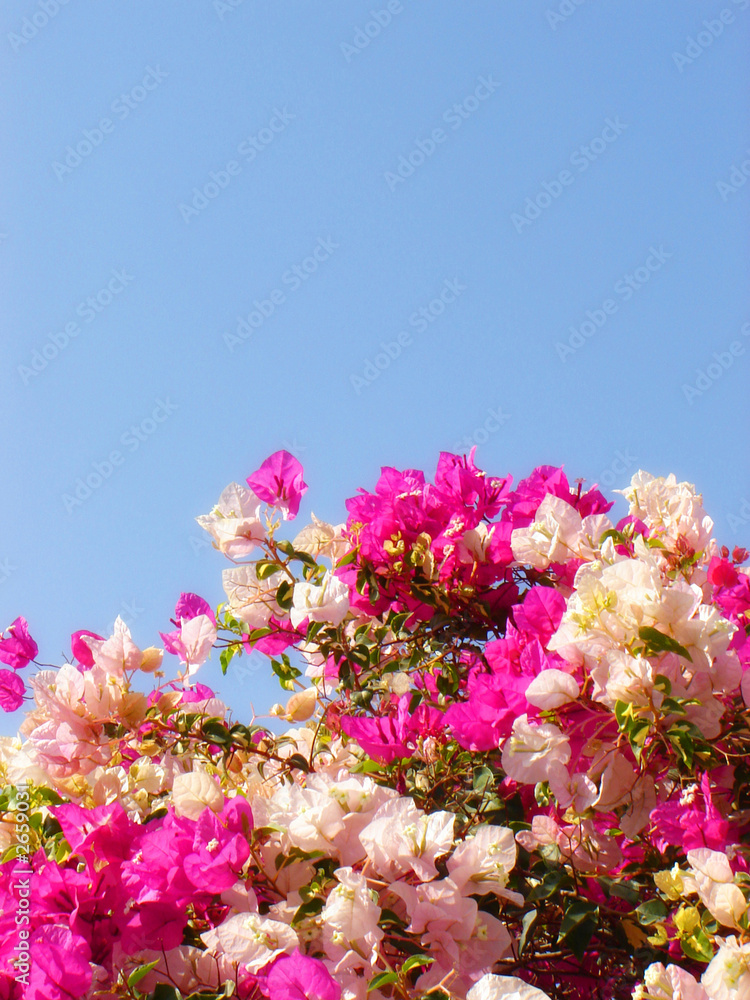 white and rose flowers on background blue sky white and rose flowers on background blue sky