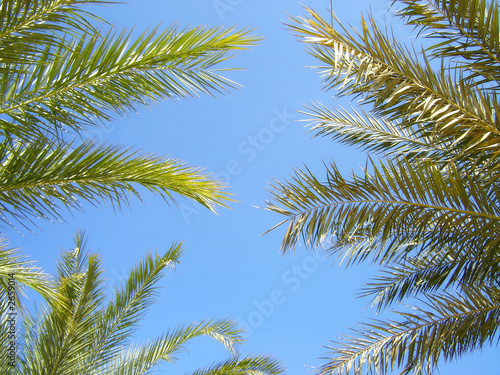 nature-scenery with palmtrees on blue sky