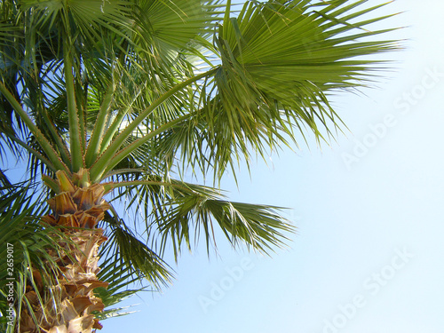 nature-scenery with palmtrees on blue sky