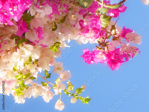 white and rose flowers on background blue sky