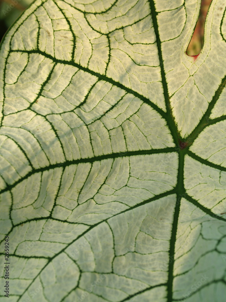 Obraz premium blatt nah aufnahme