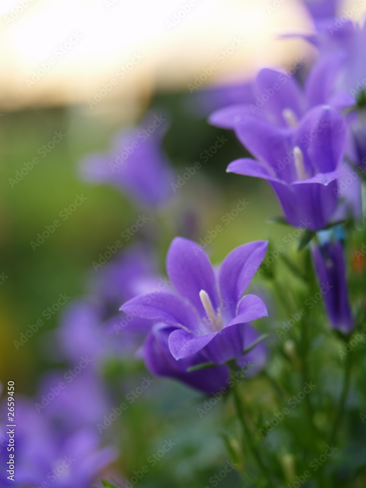 blumen fotografie