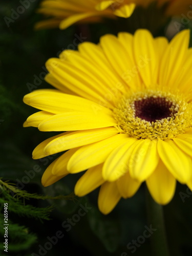 mageriten gerbera jamesonii