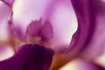 Papier peint photo Iris Iris rose pâle en floraison  © Alexander Gutkin