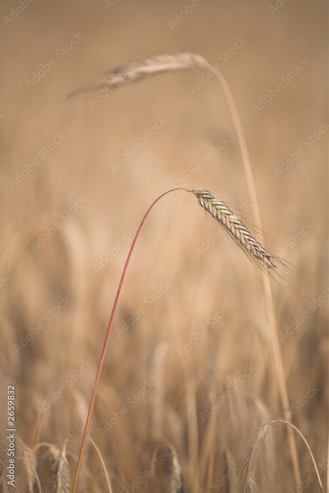 Obraz premium corn fleld