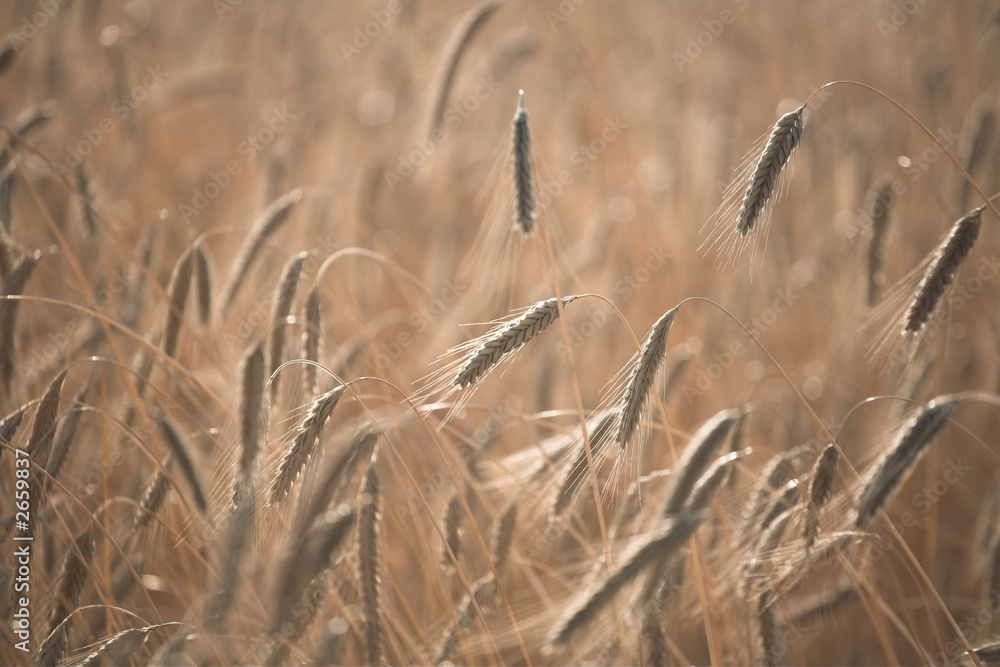 Fototapeta premium corn fleld