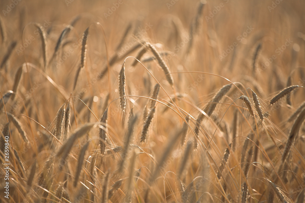 Fototapeta premium corn fleld