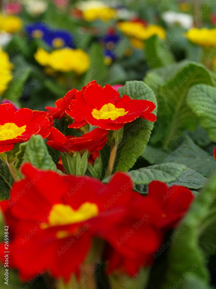 Fototapeta premium blumen fotografie geranie
