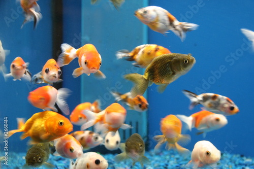 school of fish in aquarium