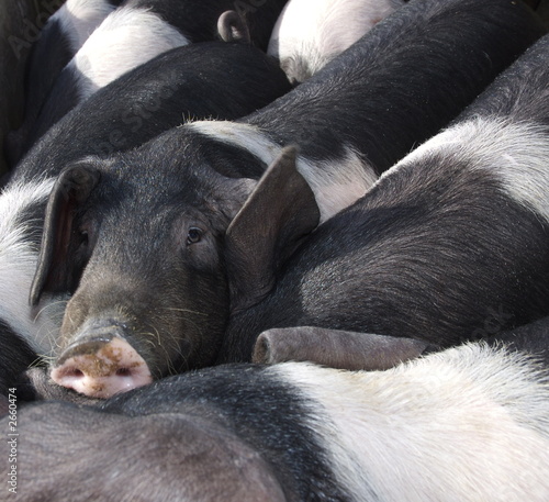 saddleback piglets