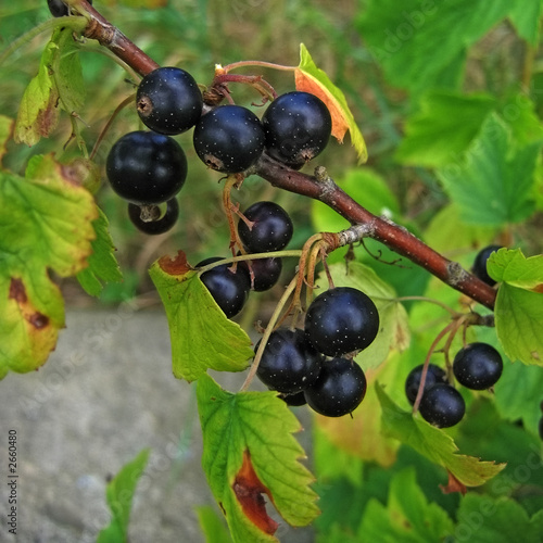 balckcurrant berries