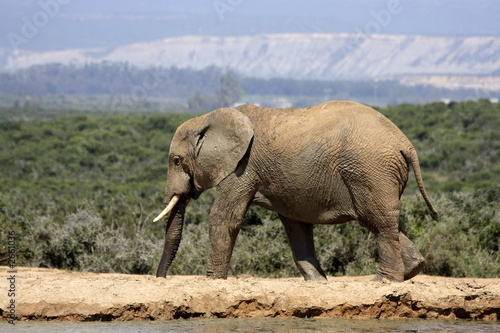 elephant leaving
