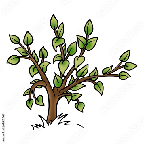 small tree with leafs