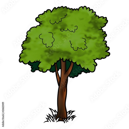 tree deciduous