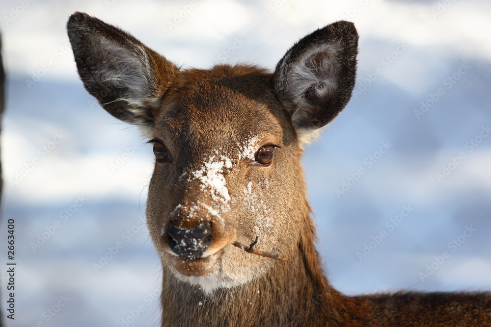 Obraz premium deer eat twig