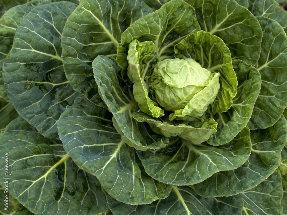 vegetables - organic _ brussels sprout vegetables - organic _ brussels sprout