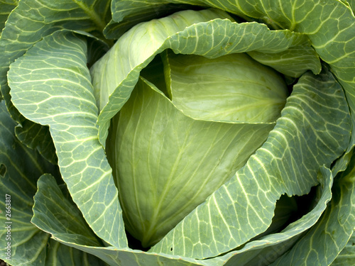 Canvas Print vegetables - organic _ cabbage