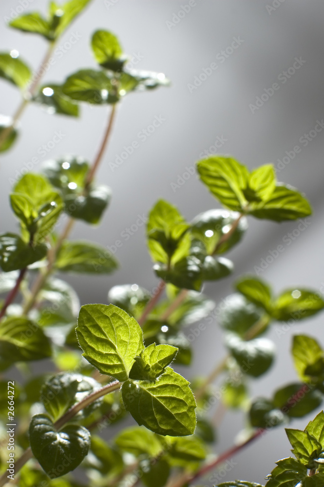 plant plant