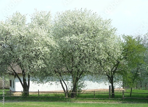 aple trees abloom