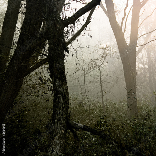  mysterious forest