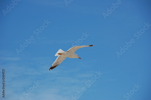 mouette dans le ciel goeland