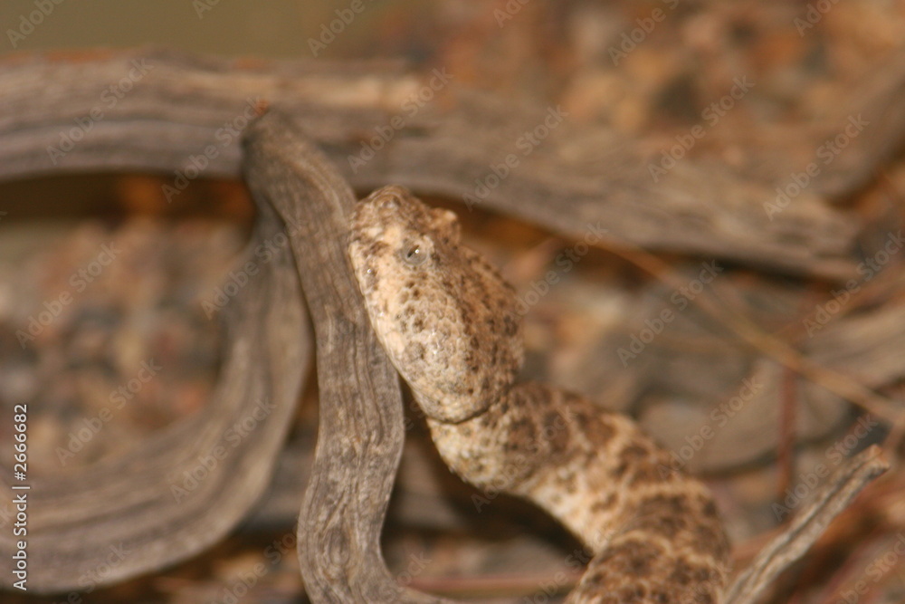 Naklejka premium rattlesnake