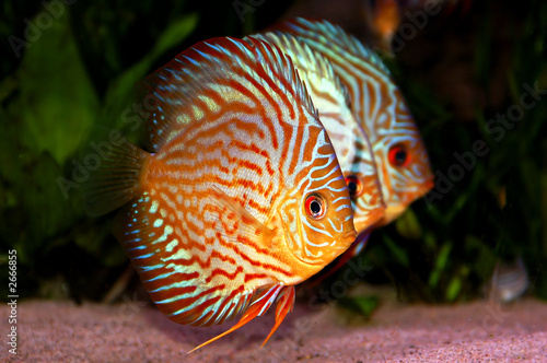 symphysodon discus in aquarium