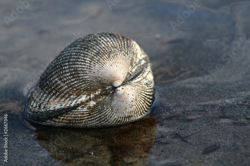 clam in tidepool