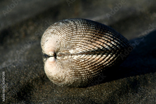 clam in puget sound, washington