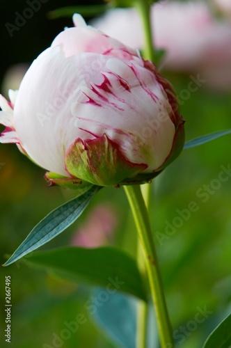 white peony