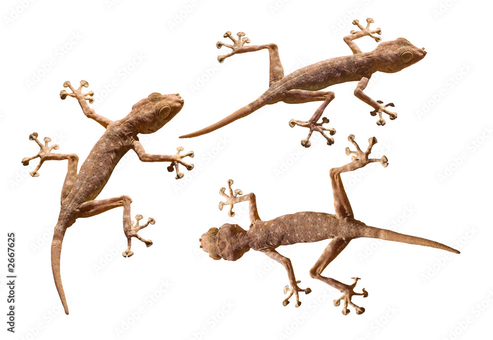 three geckos isolated over white three geckos isolated over white