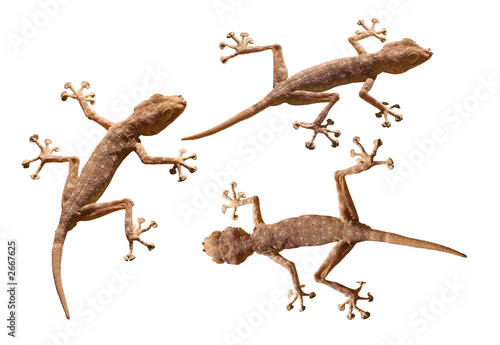 Fotografie, Obraz three geckos isolated over white