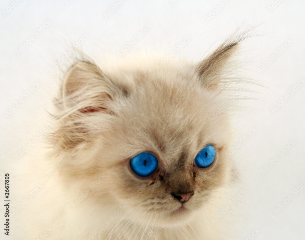 cute kitten with bright blue eyes looking soft and
