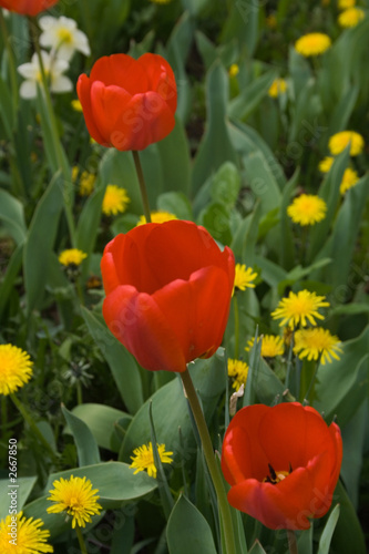red tulips and dandelion field and daffodils