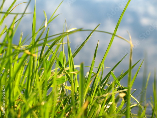 fresh grass
