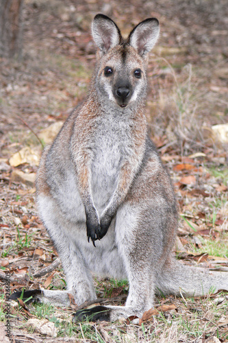 red-necked wallaby
