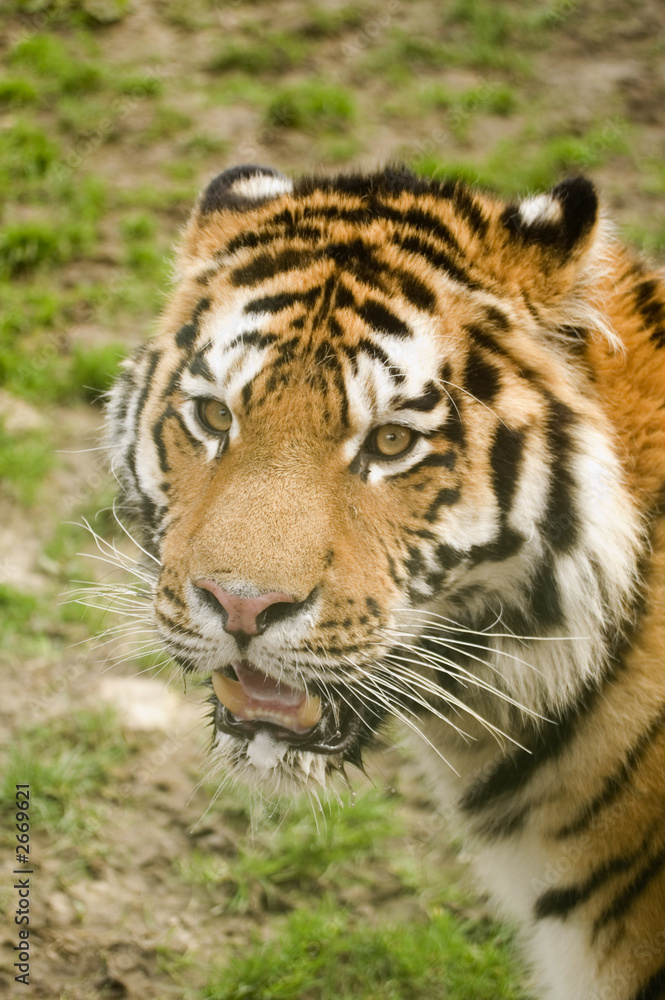 amur tiger