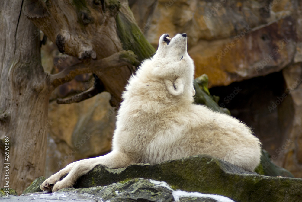 Fototapeta premium howling wolf