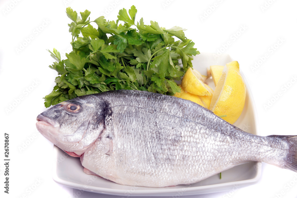 gilthead bream gilthead bream