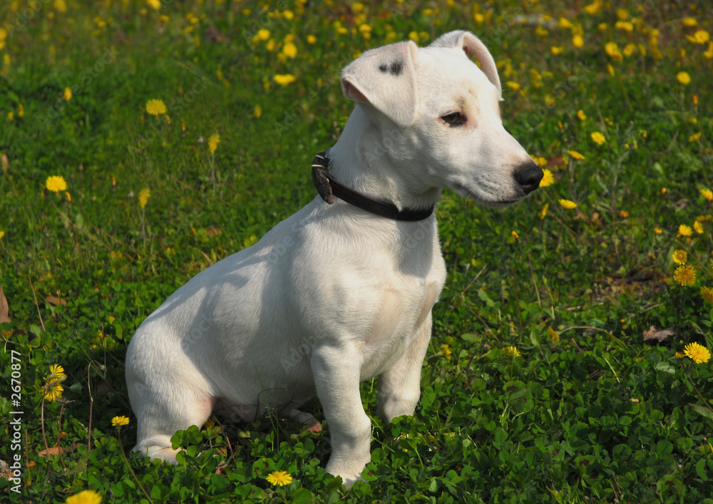 chiot jack russel terrier Photos | Adobe Stock