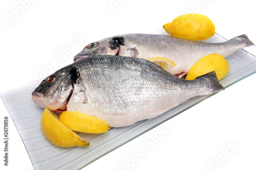 gilthead bream photo