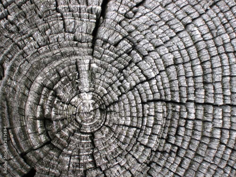 Fototapeta premium sezione d'albero