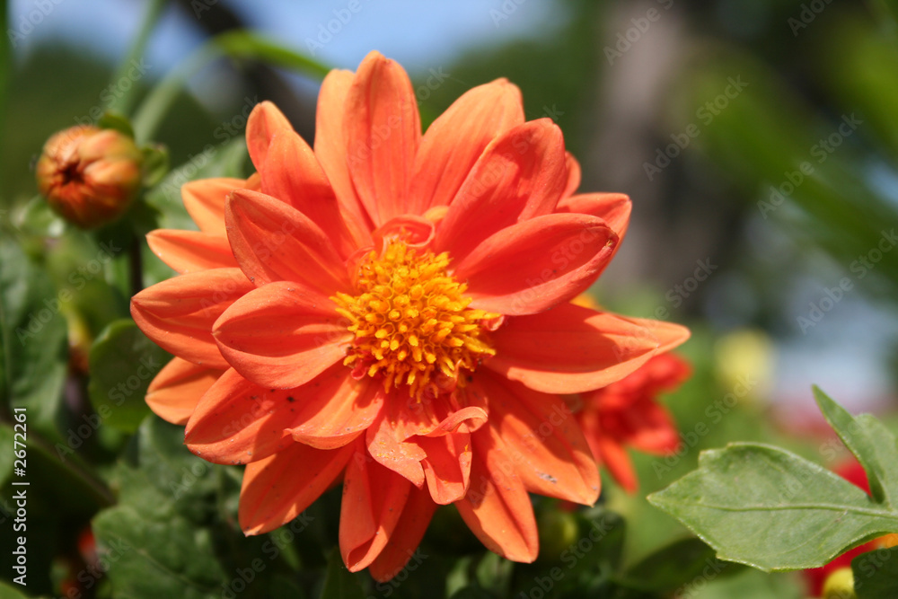 flower garden flower garden