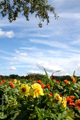 flower garden