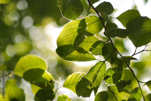 close up of leaves on a tree photo