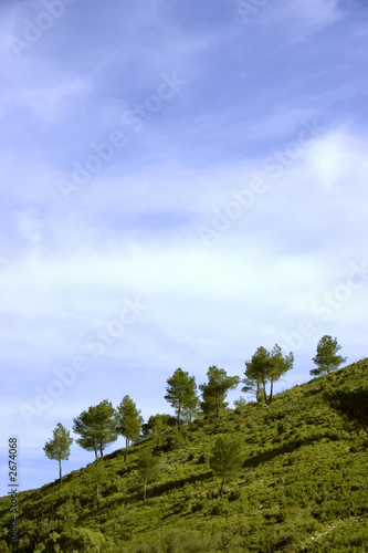 hillside trees