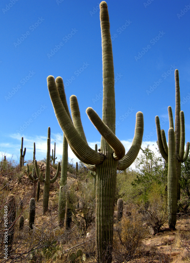cacti forest