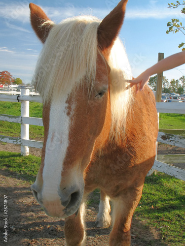 horse
